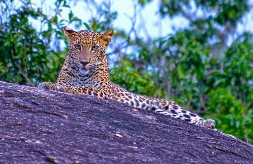 Hostal Yala Leopard Paradise Safari