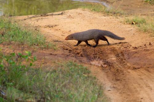 Hostal Yala Leopard Paradise Safari
