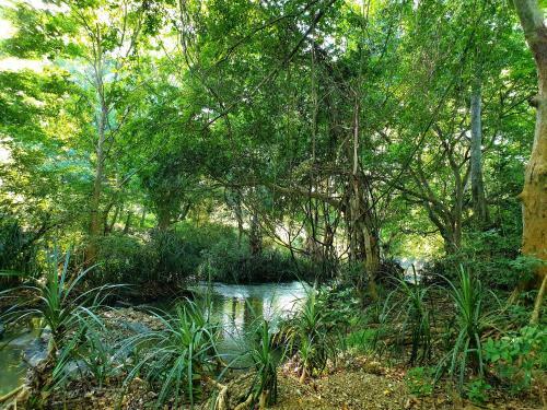 Jungle House