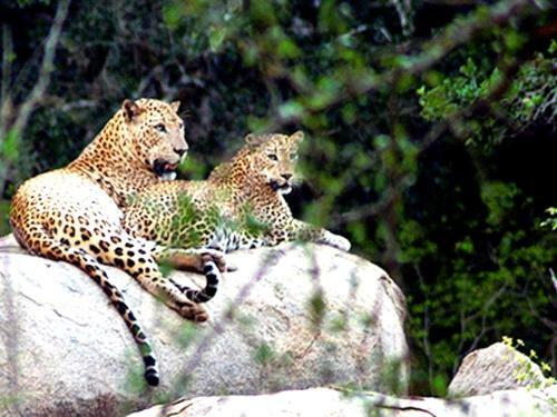 Hotel Nature Resort