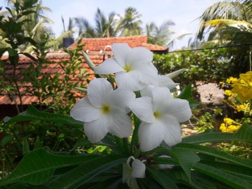 Bed & Breakfast Natural Cabanas