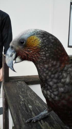 Albergue Stewart Island Backpackers