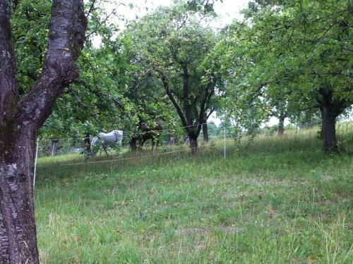 Apartamento Ferienwohnung Heike