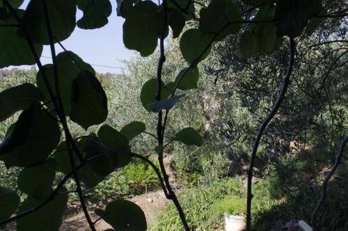 Hostal Apartment Mali Losinj 2496a