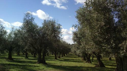 Hostal Alandroal Guest House - Solar De Charme