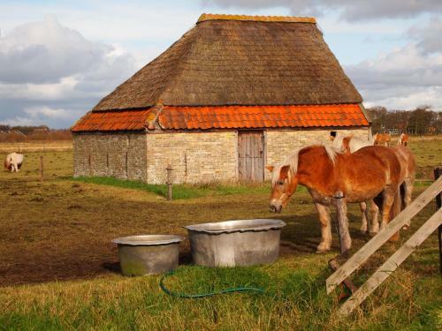 Bed & Breakfast Thuis Op Texel