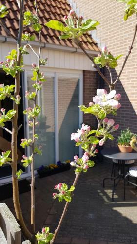 Bed & Breakfast Thuis Op Texel