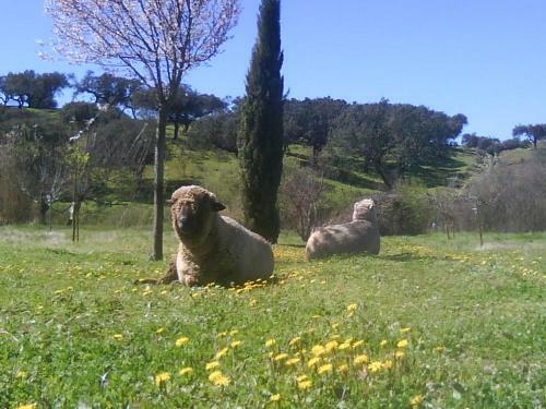 Agroturismo La Carapeteria