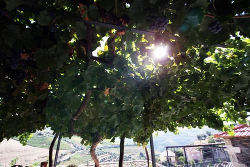 Agroturismo Quinta Da Pitarrela