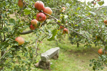 Agroturismo Trisqueles Y Buganvillas
