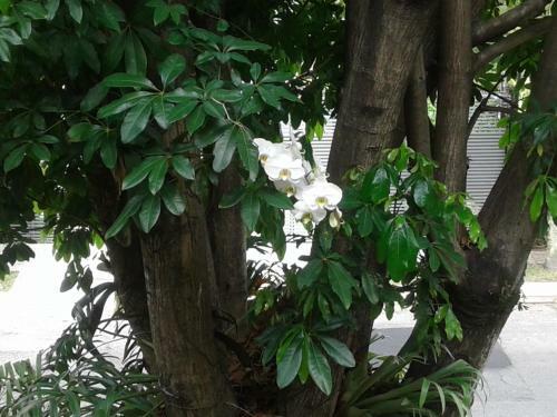 Jardim Leonor House