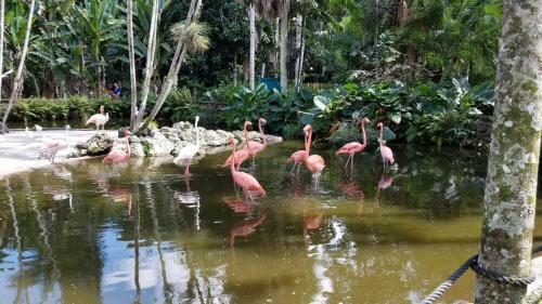 Apartamento Coconut Bay Resort