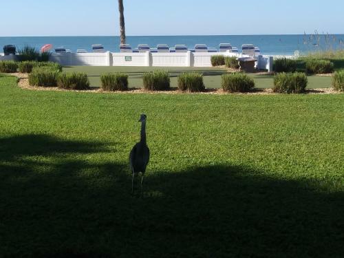 Posada Turtle Crawl Inn - Longboat Key