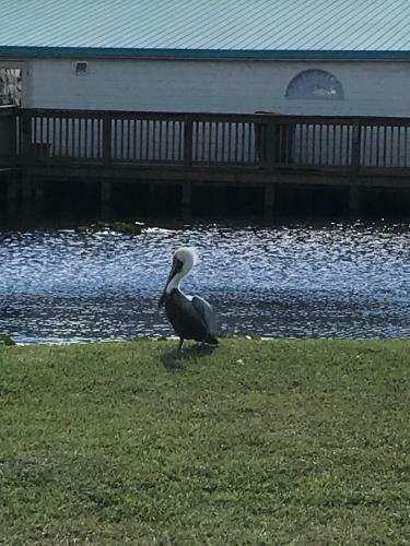 Hotel Days Inn & Suites By Wyndham Lake Okeechobee