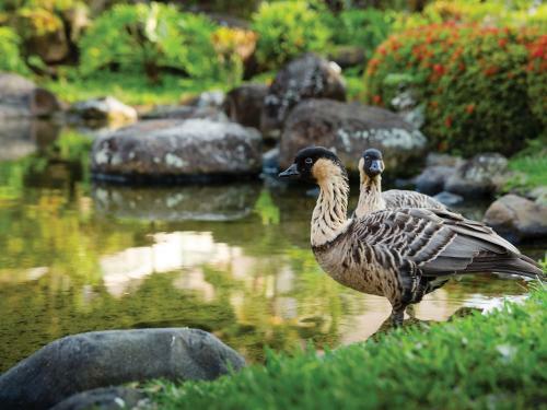 Villa Marriott's Kaua'i Beach Club