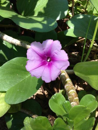 Aparthotel The Kulakane