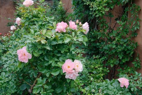 Hacienda Nicholas Bed & Breakfast