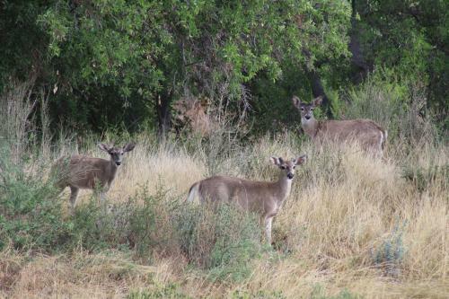 Hotel Cibolo Creek Ranch