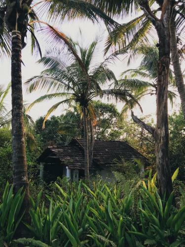 Hotel Jivana Resort