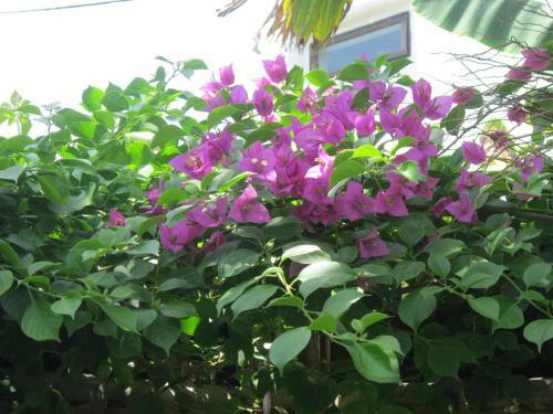 Local Beach Homestay