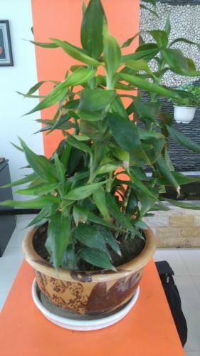 Green Coco Homestay