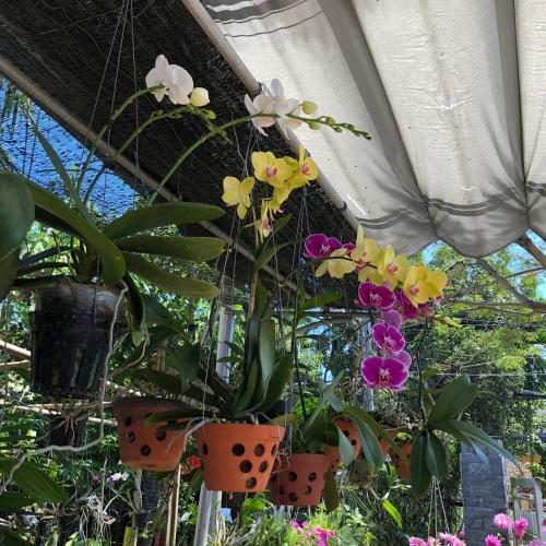 Hotel Charming Homestay