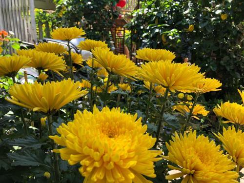 Hotel Charming Homestay
