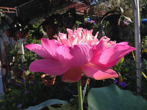 Hotel Charming Homestay
