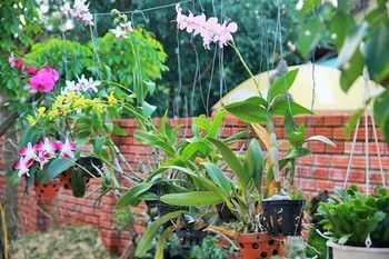 Bed & Breakfast Green Bud Homestay
