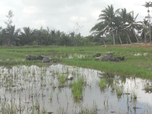 Lila Homestay