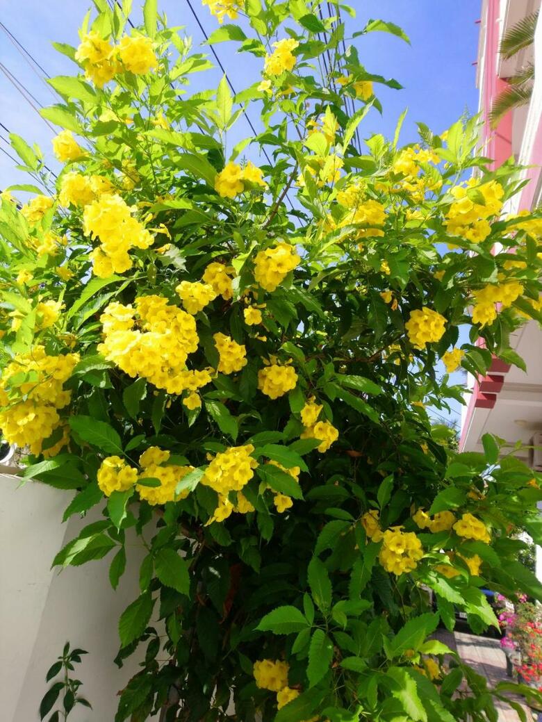 Hostal Hung Phuc Mui Ne Hotel