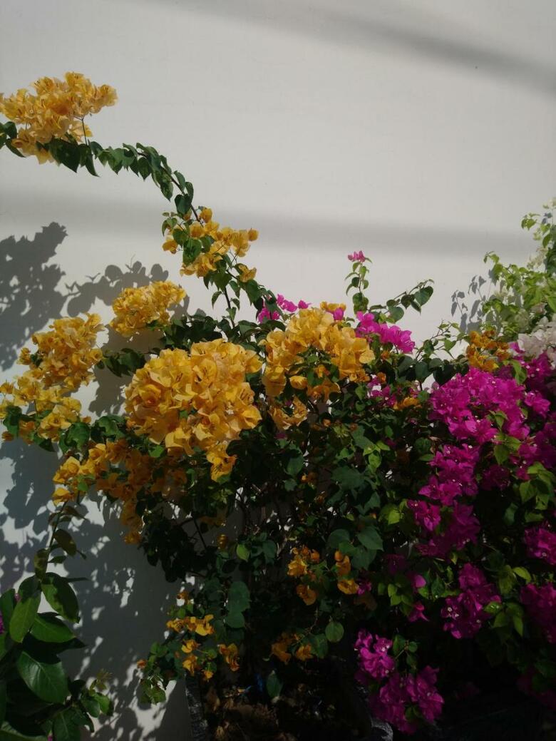 Hostal Hung Phuc Mui Ne Hotel