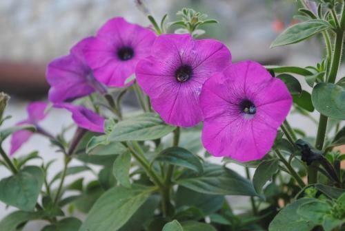 Botanic Sapa Hotel
