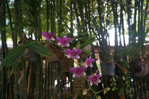 Hotel Baannoksuan Resort