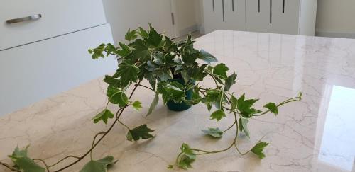Apartamento Indo5