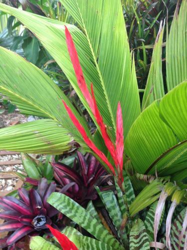 Hostal Sunshine Coast Tropical Getaway