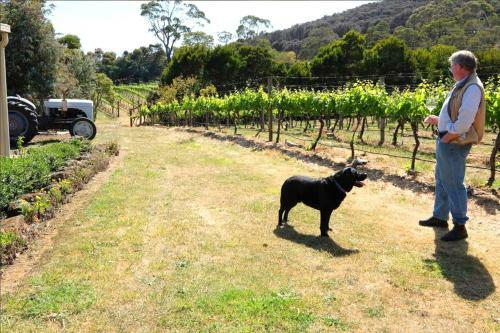 Bed & Breakfast Every Man And His Dog Vineyard