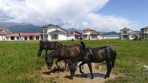 Hotel Paradise Investment Resort