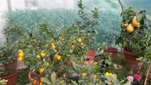 Apartamento La Limonaia