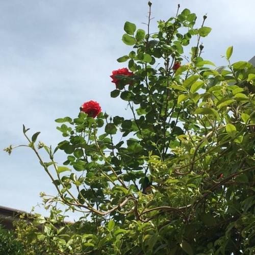 B&B La Dolce Sosta