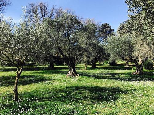 Il Pettirosso B&B
