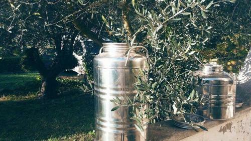 Il Pettirosso B&B