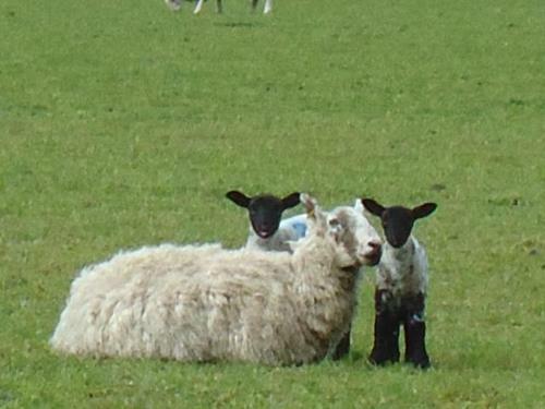 Tweed View B&B