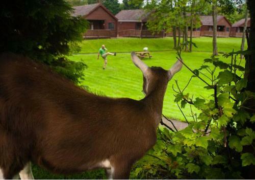 River Edge Lodges