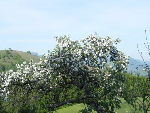Agroturismo Casa Tabacaru