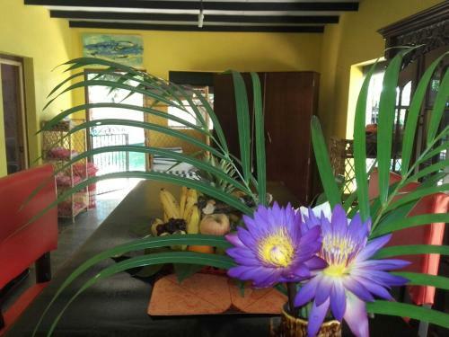 Hostal Traum Villa