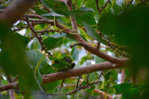 Bed & Breakfast Hotel Birds View