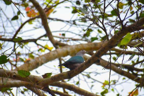 Bed & Breakfast Hotel Birds View