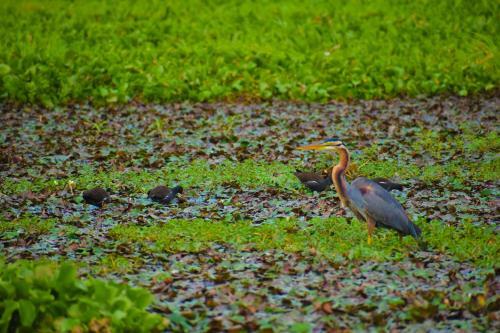 Bed & Breakfast Hotel Birds View