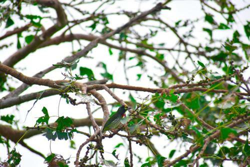 Bed & Breakfast Hotel Birds View